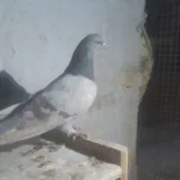 سرحال|پرنده|شاهرود, |دیوار