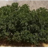 ملک انجیر با ملکیت خوب