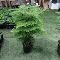 انواع گل و گیاه طبیعی