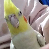 عروس هلندی نازار|پرنده|نورآباد, |دیوار