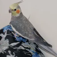 عروس هلندی|پرنده|بومهن, |دیوار