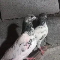 کفتر پاکستانی