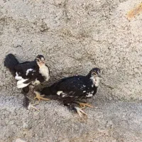 جوجه چهار ماهه