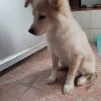 اشپیتز 3تا4ماهه نروماده|سگ|بهبهان, |دیوار