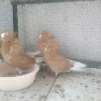 کبوتران زینتی