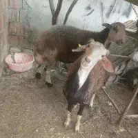 گوسفند افشار