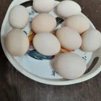 تخم مرغ محلی