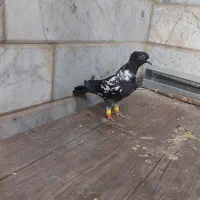 ابلغ افغانی