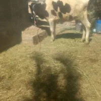 شماره تماس