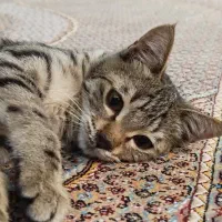 گربه با مزه