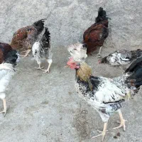 خروس کوردی|حیوانات مزرعه|سرپل ذهاب, |دیوار