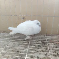 طوقی|پرنده|خورموج, |دیوار