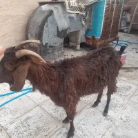بز و بزغاله