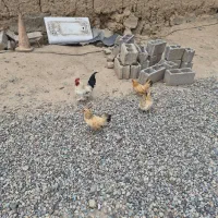 مرغ و خروس مینیاتوری