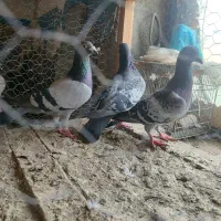 سه تا پلاکی نر