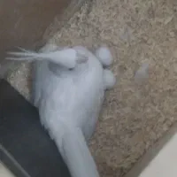 عروس هلندی بکینگ سایز