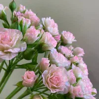 گل های انعطافی مخملی نشکن|صنایع دستی و سایر لوازم تزئینی|تهران, تهرانپارس غربی|دیوار