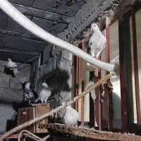 چند عدد کفتر پرشی خوب