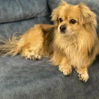 سگ خیلی باهوش