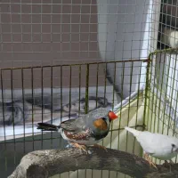 گفت فنچ نر ماده همراه با جوجه