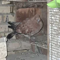 کله ایی گمشده