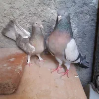 کبوتراصفهانی
