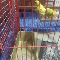 مرغ عشق باجوجه|پرنده|کرج, فاز ۱ مهرشهر|دیوار