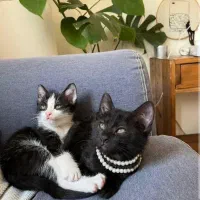 سرپرستی فوری