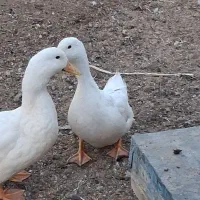 یک‌جفت‌اردک‌سفید‌جوان|حیوانات مزرعه|خمینی‌شهر, |دیوار