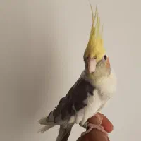 عروس هلندی|پرنده|قزوین, |دیوار