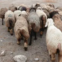 ۳۵راس میش ترکی بختیاری بره دار و آبستن گلون|حیوانات مزرعه|کازرون, |دیوار