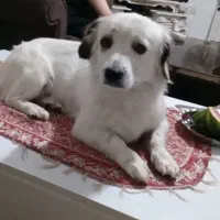 سگ آپارتمانی