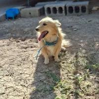 سگ پامر روباهی