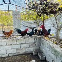 خروس گلپایگان بالغ