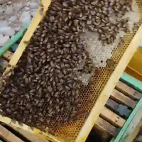 زنبور ۴ و ۵ قابی