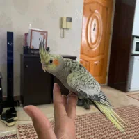 عروس هلندی سخنگو