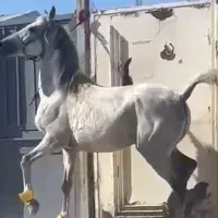 اسب نریان