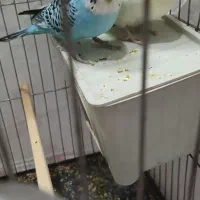 مرغ عشق|پرنده|قم, ولیعصر|دیوار