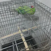 طوطی ملنگو و پایه چرخ داره|پرنده|فولادشهر, مسکن مهر فولادشهر|دیوار