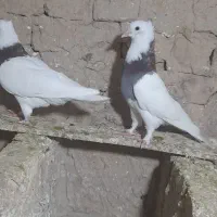 کبوتر طوقی|پرنده|سیدآباد, |دیوار