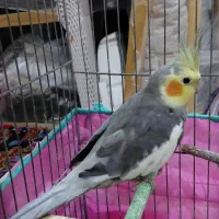 عروس هلندی نر سینامون|پرنده|پارسآباد, |دیوار