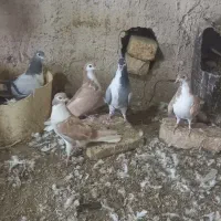 دمگیر گلین جوجه دمگیر دمگیر زرد