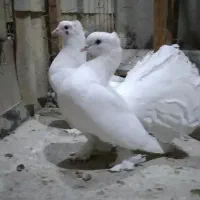 کبوتر تزیینی|پرنده|ری, شهید بهشتی|دیوار