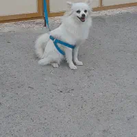 نروماده سگ|سگ|بندرعباس, |دیوار