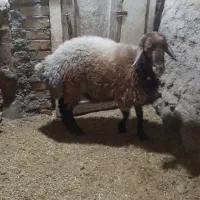 بره قوچ هترو|حیوانات مزرعه|مشهد, عامل|دیوار