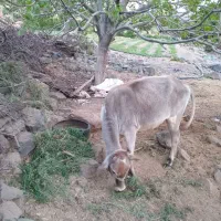 گستر دورگه جنس ناب|حیوانات مزرعه|جبالبارز, |دیوار