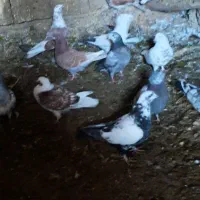 کفتر رنگی پرشی