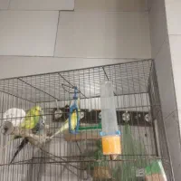 مرغ عشق|پرنده|قزوین, |دیوار