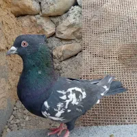 کفتر های پرشی