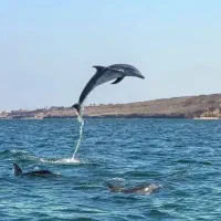 گشت جزیره با لیدر بومی